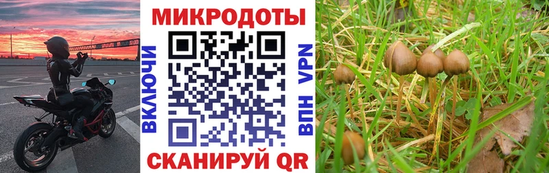 что такое   Болгар  Псилоцибиновые грибы Magic Shrooms 